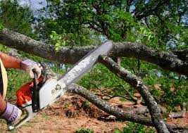 Best Fruit Tree Pruning  in Camp Wood, TX