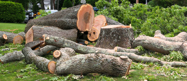 Best Tree Disease Treatment  in Camp Wood, TX