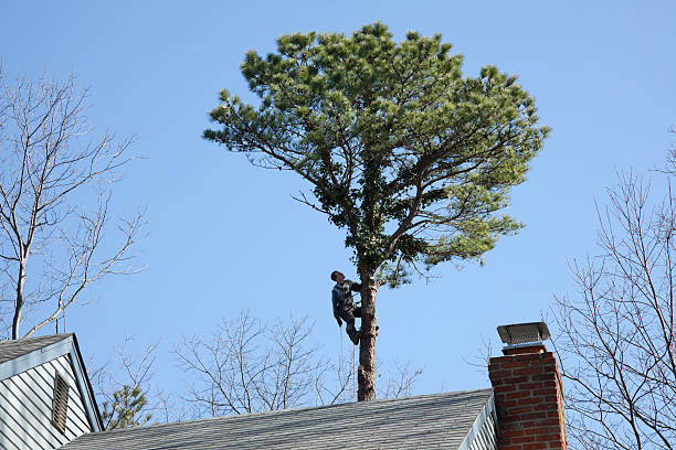 Best Hedge Trimming  in Camp Wood, TX